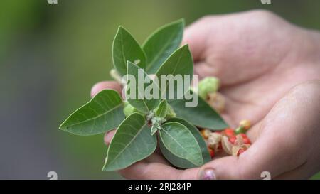 Withania somnifera, auch bekannt als Ashwagandha. Das beste Heilmittel, Kraut zur Steigerung der Energie und zur Verringerung von Ängsten. Stockfoto