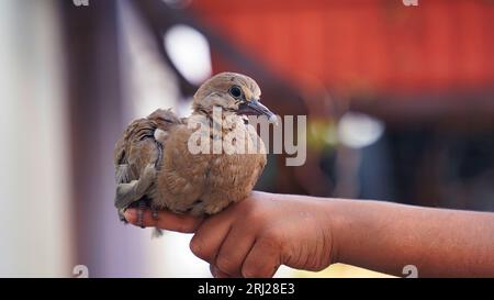 Hilf den Vögeln, das kleine Küken sitzt auf seiner Handfläche. Das Sparrow Chick in der Hand des Menschen. Nahaufnahme. Stockfoto