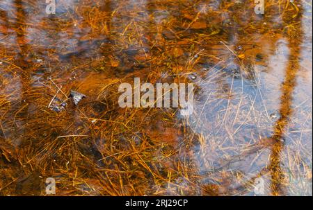 Transparentes Wasser vor einem Hintergrund gelber Kiefernnadeln. Textur. Horizontal Stockfoto