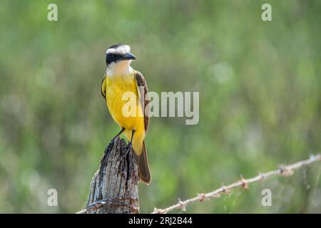 Great Kiskadee, Pitangus sulphuratus, auf einem Zaun im Pantanal, Mato Grosso, Brasilien Stockfoto