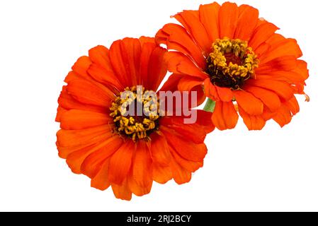 Zinnia Blume isoliert auf weißem Hintergrund Stockfoto