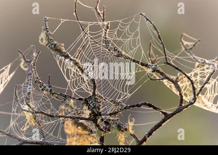 Die Spinne ist ein Meister beim Beutefangen in ihrem Netz, große und kleine Beute werden gefangen und für das bevorstehende Abendessen verpackt Stockfoto