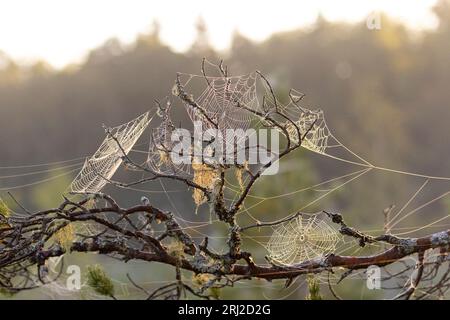 Die Spinne ist ein Meister beim Beutefangen in ihrem Netz, große und kleine Beute werden gefangen und für das bevorstehende Abendessen verpackt Stockfoto