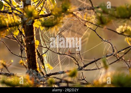 Die Spinne ist ein Meister beim Beutefangen in ihrem Netz, große und kleine Beute werden gefangen und für das bevorstehende Abendessen verpackt Stockfoto