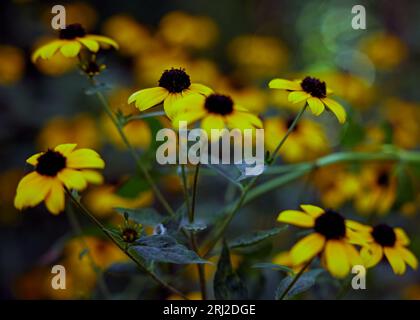 Clouse-up-Foto mit Rudbeckia triloba mit verschwommenem Hintergrund. Braune Susan-Blüten mit Augen. Stockfoto