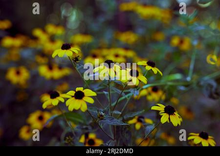 Blumen Rudbeckia triloba mit verschwommenem Hintergrund. Braune Susan-Blüten mit Augen. Stockfoto