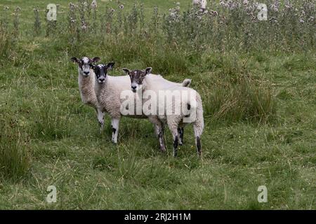 Drei junge Schafe, die begannen, ihre Vliese zu bekommen, standen auf einem Feld zusammen Stockfoto
