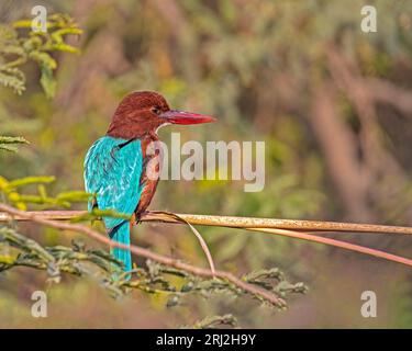 Ein Weißer kehlkopfvogel, der auf einem Baum thront Stockfoto