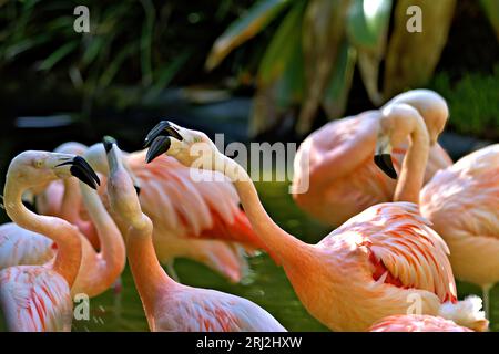 Flamingo Stockfoto