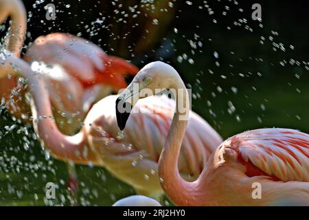 Flamingo Stockfoto