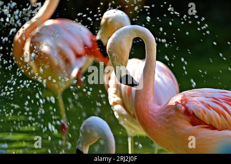 Flamingo Stockfoto