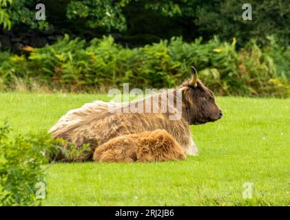 Mutter der Hochlandkuh, die auf einem Feld liegt und ihr Kalb neben ihr schläft Stockfoto