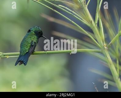 emerald tropical hummingbird in Caribbean on branch Stock Photo