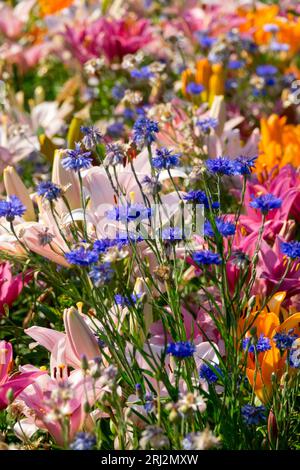 Junggesellenknöpfe, Blau, Centaurea cyanus, Lilien, pastellfarbene Pflanzen, bunt, Sommer, Blumenbeet Rosa, Orange, Blumen gemischt Stockfoto