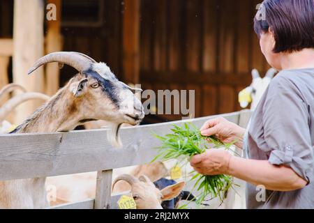 Die Frau ernährt die Ziegen glücklich mit frischem Gras auf der Farm. Stockfoto