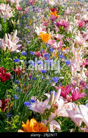 Farbpalette mit Sommerblumen Blumenbeet mit Lilium Centaurea-Mischung in Rosa Blau Orange Stockfoto