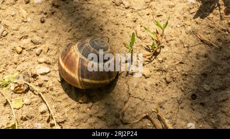 Braune Traubenschnecke liegt auf dem Hintergrund eines Grasmasches. Stockfoto