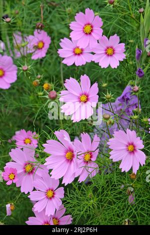 COSMOS bipinnatus, allgemein als Gartenkosmos oder mexikanischer Aster bezeichnet, in Blüte. Stockfoto