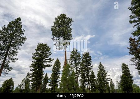 11.6.22. Pinienwald Lodgepole (Pinus Contorta). Montana. Das Gebiet wird von der Naturschutzorganisation Blackfoot Challenge verwaltet. Stockfoto