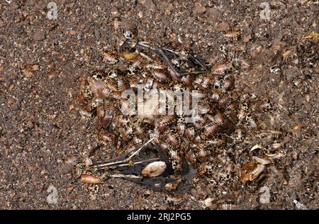 Höhlenschaben essen frischen Kadaver der ägyptischen Fruchtfledermaus (Rousettus aegyptiacus) auf dem Höhlenboden an der Küste Kenias. Stockfoto