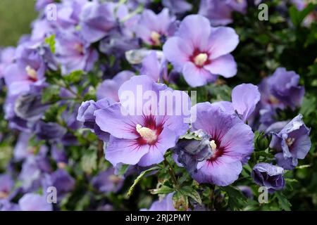 Blauer Hibiscus syriacus oder Baumhollyhock, „Oiseau Bleu“ in Blume Stockfoto