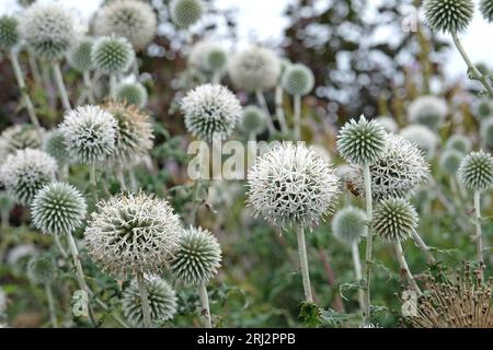 Weißer Echinops-Bannaticus, Erddistel, "Star Frost" in Blume. Stockfoto