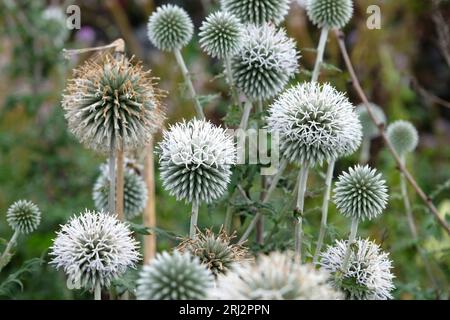 Weißer Echinops-Bannaticus, Erddistel, "Star Frost" in Blume. Stockfoto