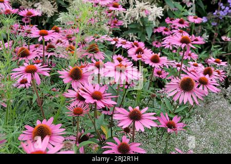 Rosa Parasol-Koneflower Echinacea purpurea „Rubinstern“ in Blüte. Stockfoto