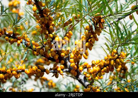 Hippophae rhamnoides, Orange, Früchte auf Ästen, Sanddorn, Beeren, Essbar, Obst Stockfoto