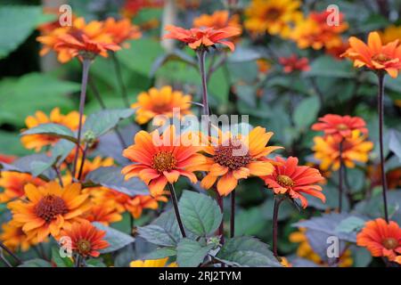 Die rote und orange falsche Sonnenblume, Heliopsis helianthoides 'blutende Herzen' in Blüte. Stockfoto