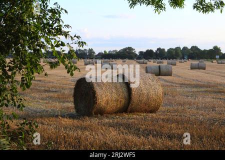 Heuballen auf Ackerland an einem Sommerabend in Großbritannien in der Nähe von Selby North Yorkshire Stockfoto