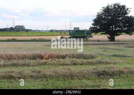 Ein Mähdrescher, der an einem Sommerabend in Großbritannien ein Weizenfeld erntet Stockfoto