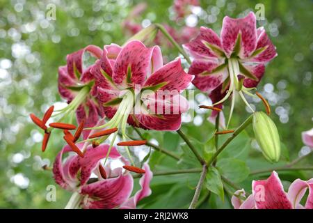 Rosa Türkische Lilie, Schwarze Schönheit, in Blume. Stockfoto