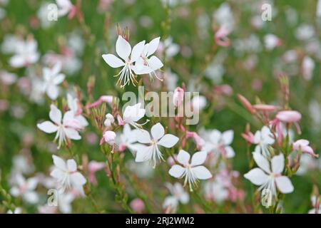 Weiße Oenothera lindheimeri, allgemein bekannt als Lindheimer-Bienenblüte, weiße gaura, rosa gaura, Lindheimers Wickelkraut und indische Feder, ist eine Spezifikation Stockfoto