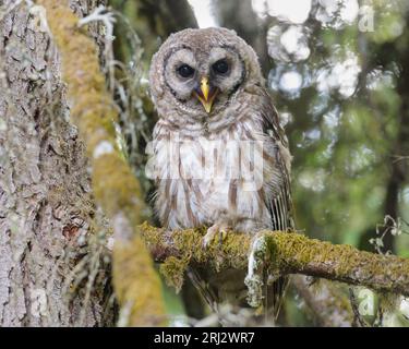 Stacheleule Strix Varia mit offenem Schnabel auf moosbedecktem Baumzweig in Wäldern im Bundesstaat Western Washington Stockfoto