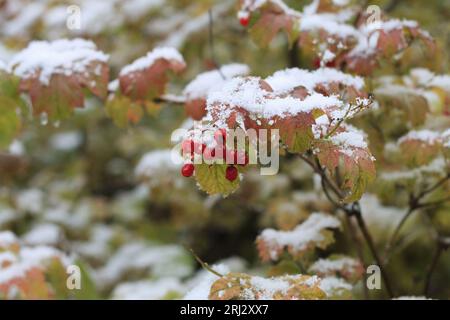 Rote Trauben von Viburnum-Zweigen, bedeckt mit dem ersten Winterschnee. Rotes Viburnum unter dem Schnee. Ein Haufen Bergasche unter dem Schnee. Stockfoto