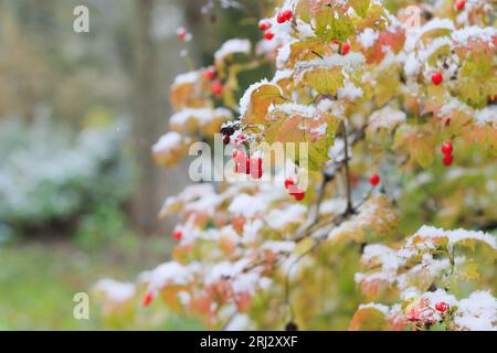 Rote Trauben von Viburnum-Zweigen, bedeckt mit dem ersten Winterschnee. Rotes Viburnum unter dem Schnee. Ein Haufen Bergasche unter dem Schnee. Stockfoto