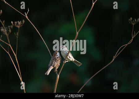 Ein ausgewachsener Baumspatzen (Passer Montanus), der im Sommer ein Jungtier auf den Stämmen der getrockneten KuhPetersilie (Anthriscus sylvestris) ernährt Stockfoto