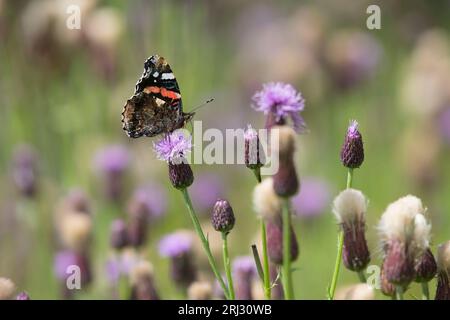 Ein roter Admiral-Schmetterling (Vanessa Atalanta), der auf einer Kriechdistel (Cirsium arvense) sitzt und seinen Unterflügel zeigt Stockfoto