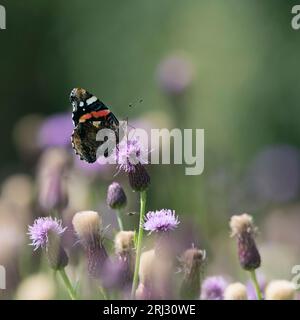 Die Unterseite eines Roten Admiral-Schmetterlings (Vanessa Atalanta) siedelte sich auf einem Kriechdistel-Blütenkopf (Cirsium arvense) in Sunshine an Stockfoto