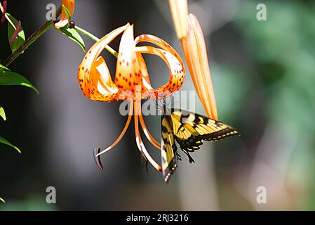 Ein zweischwängiger Schwalbenschwanzfalter (Papilio multicaudata) auf einer Tigerlilie in einem Cape Cod Garden (USA) Stockfoto