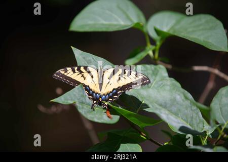 Ein zweischwänziger Schwalbenschwanzfalter (Papilio multicaudata) auf einem Blatt in einem Cape Cod Garden (USA) Stockfoto