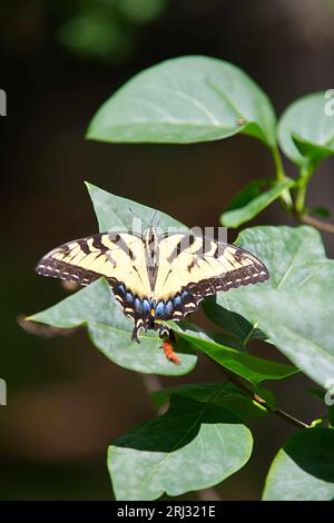 Ein zweischwänziger Schwalbenschwanzfalter (Papilio multicaudata) auf einem Blatt in einem Cape Cod Garden (USA) Stockfoto