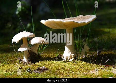 Pilze wachsen wild in den Wäldern von Cape Cod, Massachusetts, USA Stockfoto