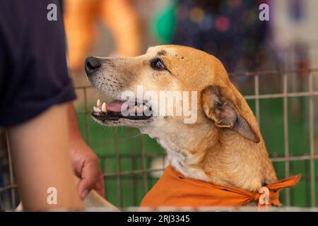 Goiania, Goias, Brasilien – 19. August 2023: Das Gesicht eines Karamellhundes in einem Stift auf einer Adoptionsmesse für verlassene Tiere. Stockfoto