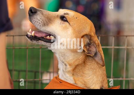 Goiania, Goias, Brasilien – 19. August 2023: Das Gesicht eines Karamellhundes in einem Stift auf einer Adoptionsmesse für verlassene Tiere. Stockfoto