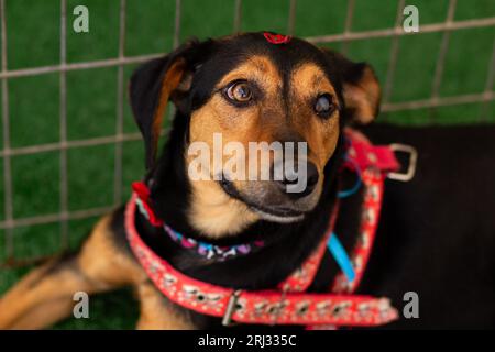 Goiania, Goias, Brasilien – 19. August 2023: Eine schwarze und butterscotch-Hündin, die friedlich in einem Stift auf der Adoptionsmesse liegt. Stockfoto