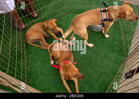 Goiania, Goias, Brasilien – 19. August 2023: Drei karamellfarbene Hunde in einem Stift bei einer Adoptionsmesse für Streuner. Stockfoto