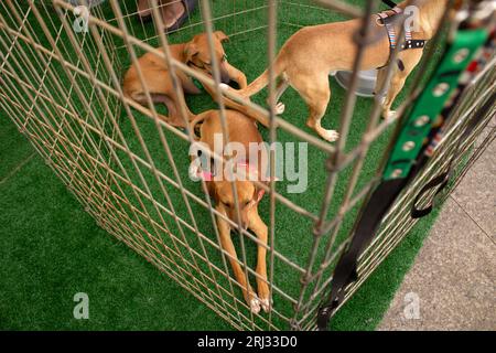 Goiania, Goias, Brasilien – 19. August 2023: Drei karamellfarbene Hunde in einem Stift bei einer Adoptionsmesse für Streuner. Stockfoto