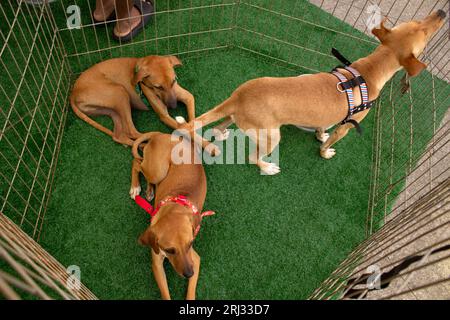 Goiania, Goias, Brasilien – 19. August 2023: Drei karamellfarbene Hunde in einem Stift bei einer Adoptionsmesse für Streuner. Stockfoto